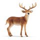 schleich WILD LIFE Cerf de Virginie