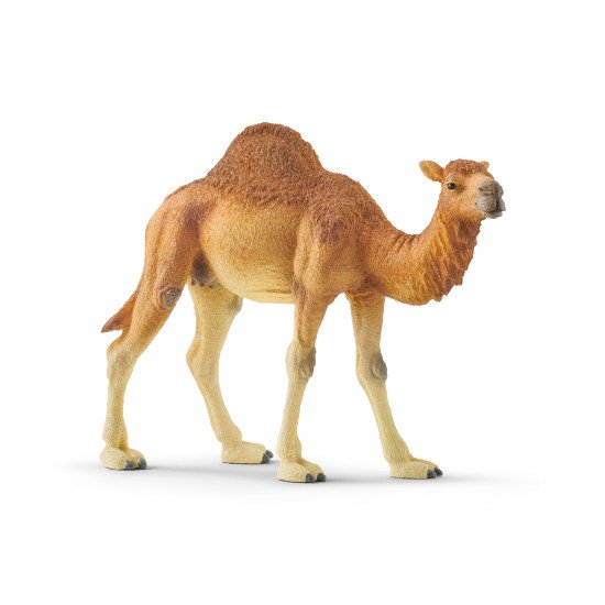 schleich WILD LIFE Dromadaire